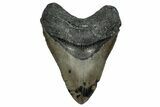 Fossil Megalodon Tooth - North Carolina #358911-1